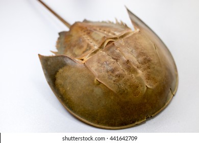 Examples Horseshoe Crab On The Table.