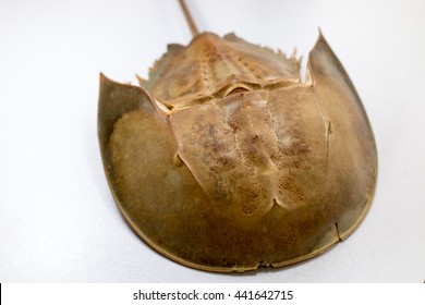 Examples Horseshoe Crab On The Table.