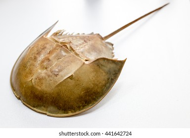 Examples Horseshoe Crab On The Table.