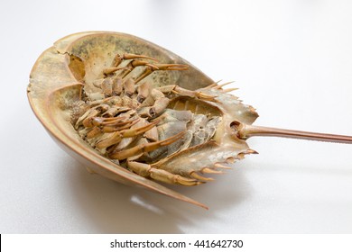 Examples Horseshoe Crab On The Table.