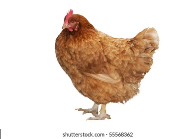 An ex-battery farm brown hen, now free range, isolated on a pure white background.