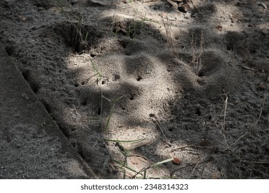 Excavated soil caused by ants because it is used as a nest. Ants colony.