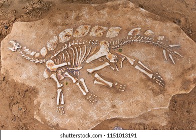 excavations of dinosaur. The remains of the skeleton found