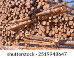 Excavator moving logs from pile at lumber processing woodworking plant. Industrial manufacturing of wooden products, timber on sawmill factory. Automatic machinery equipment on production line.