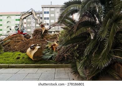 Excavator Of  Service Company Knocked Down Palm Tree In The City
