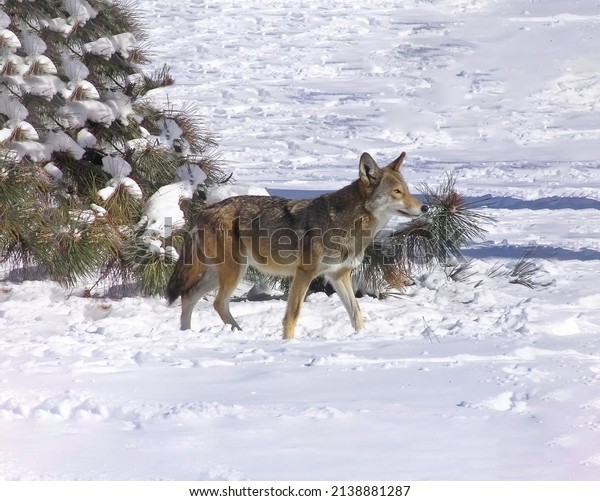 An exceedingly rare glimpse of a red wolf after a winter\
snowfall.  