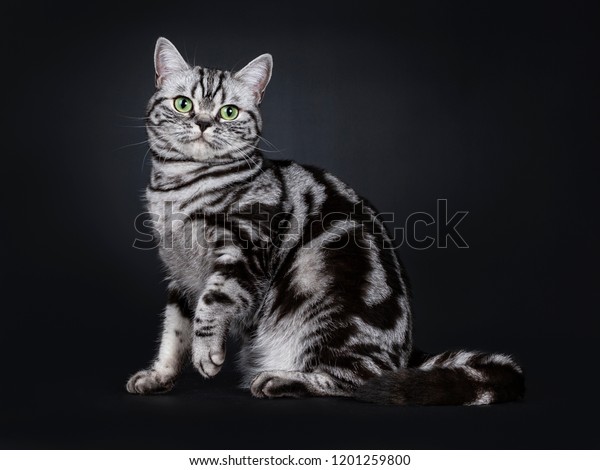 Excellent Black Silver Tabby Blotched Green Stock Photo Edit Now