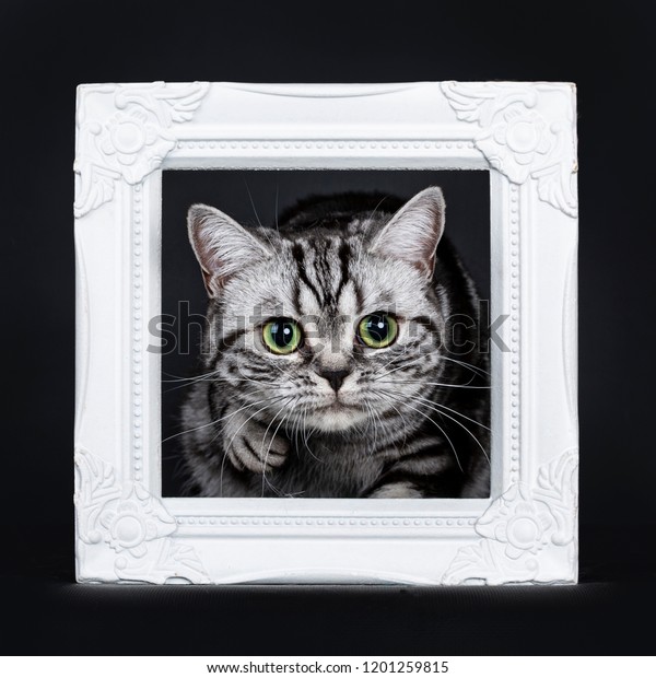 Excellent Black Silver Tabby Blotched Green Stock Photo Edit Now