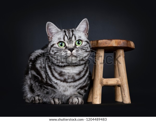 Excellent Black Tabby Silver Blotched British Stock Image