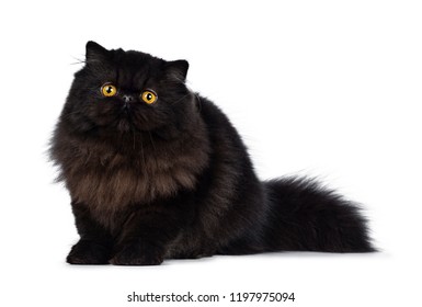 1,683 Black persian cat yellow eyes Images, Stock Photos & Vectors ...