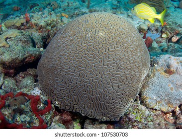 An excellent example of a Grooved Brain Coral