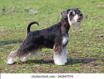 are standard schnauzers good pets