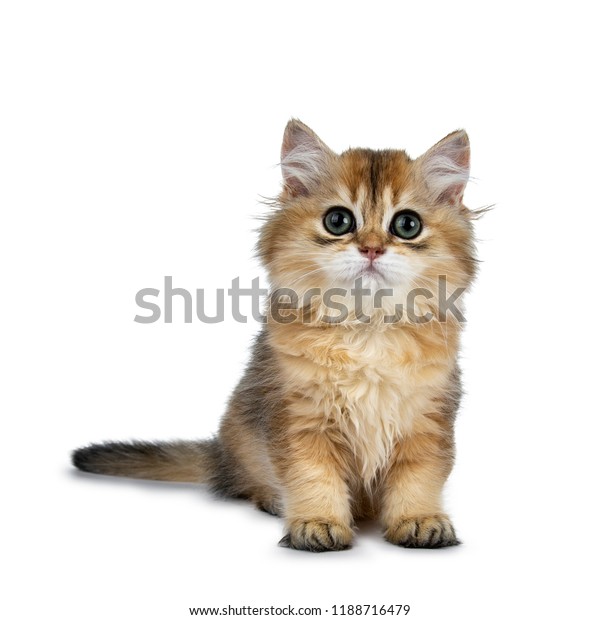 Excellent Golden British Shorthair Cat Kitten Stock Photo Edit