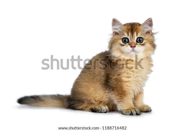 Excellent Golden British Shorthair Cat Kitten Stock Photo Edit