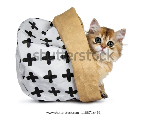 Excellent Golden British Shorthair Cat Kitten Stock Photo Edit