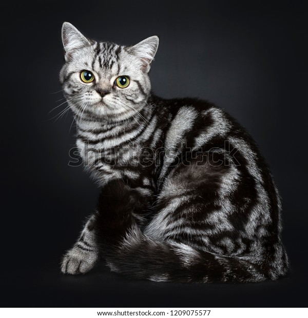 Excellent Marked Black Silver Tabby Blotched Stock Photo Edit Now