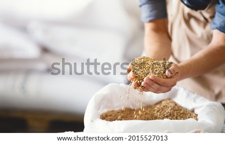 Excellent quality brewing grains, craft beer ingredients, alcohol drink industry. Millennial brewer or worker with tattoos holds malt in hands on white bag in warehouse, selective focus, panorama