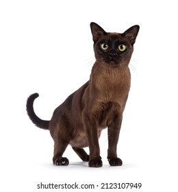 Excellent Type Adult Burmese Cat, Standing Facing Front. Looking Towards Camera. Isolated On A White Background.