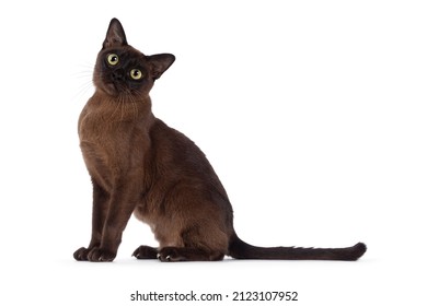 Excellent Type Adult Burmese Cat, Sitting Side Ways. Looking Towards Camera With Cute Head Tilt. Isolated On A White Background.