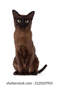 Excellent Type Adult Burmese Cat, Sitting Up Facing Front. Looking Towards Camera. Isolated On A White Background.