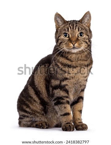 Excellent typed purebred senior European Shorthair cat, sitting up side ways. Looking at camera. Isolated on a white background.