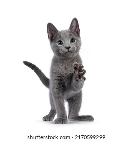 Excellent typed Russian Blue cat kitten, standing facing front with one paw playful in air. Looking straight to camera with green eyes. isolated on a white background. - Powered by Shutterstock