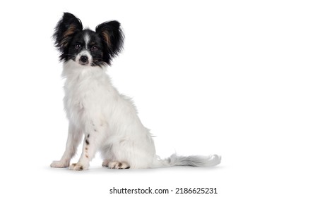 Excellent white black and tan Epagneul Nain Papillon dog puppy, sitting  side ways looking towards camera. isolated on white background.