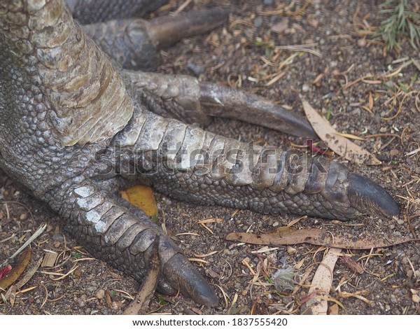 Exceptional\
Distinctive Southern Cassowary Foot with Powerful Sharp Claws\
& Unusual Textured Scales.       \
