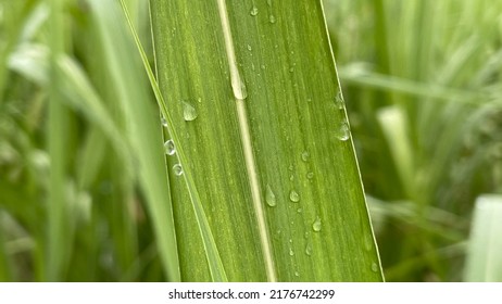 An exceptional, high-resolution macro photograph capturing the intricate botanical details of a fresh, vibrant green sugarcane leaf (Saccharum officinarum) glistening with crystalline water droplets and morning dew after a tropical rain shower, as referenced in image_075b28.png. The vertical close-up composition highlights the leaf's natural anatomy, emphasizing the distinct, light-colored midrib and the fine parallel venation running along its textured surface. Perfectly formed, transparent raindrops cling elegantly to the blade and outer edges, catching the natural light to create an atmosphere of purity, renewal, and vitality. The main subject is rendered in sharp, crisp focus, contrastingly set against a softly blurred, creamy green bokeh background of the surrounding plantation, which adds immense depth and a professional aesthetic. This evocative image serves as a powerful visual metaphor for sustainable agriculture, eco-friendly farming practices, environmental conservation, and organic plant growth. It is highly versatile and ideal for commercial, editorial, or educational use in presentations, articles, or marketing materials focused on agronomy, environmental science, bioenergy, wellness, and tropical nature photography.