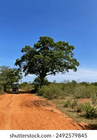 Exceptional tree in the middle of nowhere