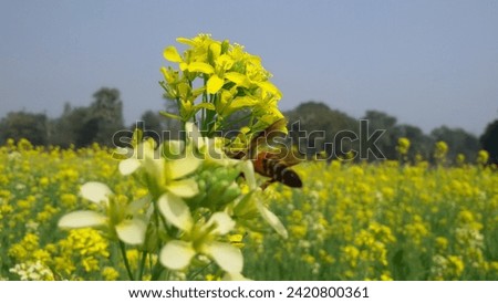 An exceptionally gorgeous creepy crawly is perched on a mustard bloom