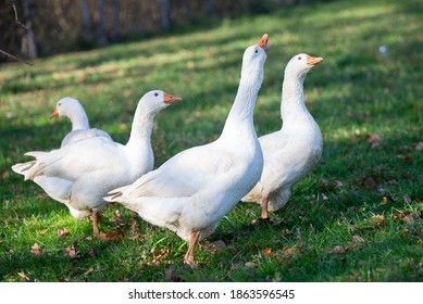 Excideuil, France - November 27, 2020 : A Retreat Occupies His Days Taking Care Of His Hens. Here, The Geese Come To Keep The Hens Company. Excideuil. Dordogne. France. November 27, 2020.
