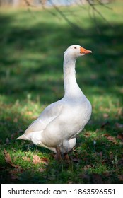 Excideuil, France - November 27, 2020 : A Retreat Occupies His Days Taking Care Of His Hens. Here, The Geese Come To Keep The Hens Company. Excideuil. Dordogne. France. November 27, 2020.
