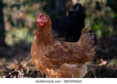 Excideuil, France - November 27, 2020 : A Retreat Occupies His Days Taking Care Of His Hens. Here, The Geese Come To Keep The Hens Company. 
