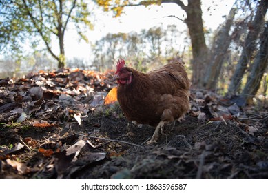 Excideuil, France - November 27, 2020 : A Retreat Occupies His Days Taking Care Of His Hens. Here, The Geese Come To Keep The Hens Company. 