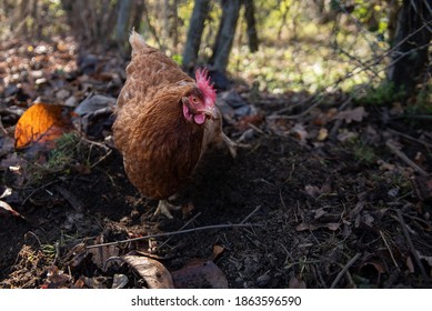 Excideuil, France - November 27, 2020 : A Retreat Occupies His Days Taking Care Of His Hens. Here, The Geese Come To Keep The Hens Company. 
