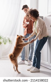 Excited African American Woman Holding Paws Of Shiba Inu Dog Near Boyfriend With Coffee Cup In Kitchen