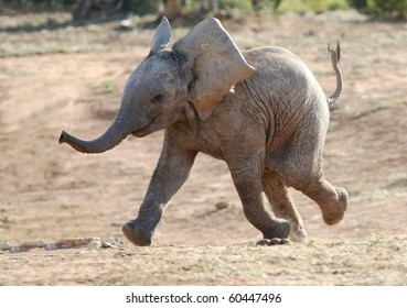 Excited baby African elephant running to a waterhole