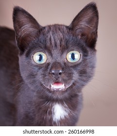 An Excited Black Cat With An Open Mouth Looking At You