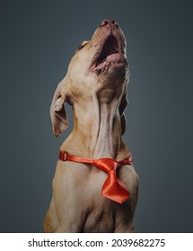 Excited Brown Colored Dog Howling Against Gray Background