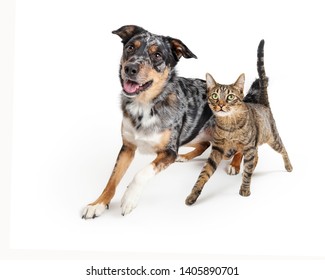 Excited Dog And Cat Running Together Towards Camera With Happy Expressions