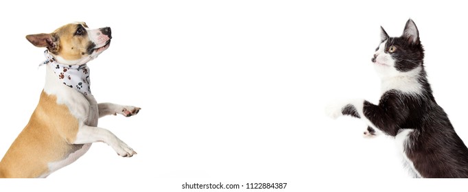 Excited Dog And Cat Standing With Paws Up On Sides Of Horizontal White Web Banner With Room For Text. 