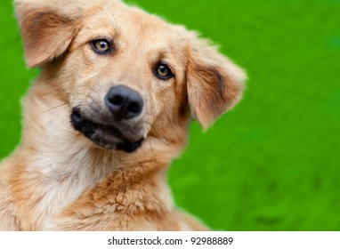 Excited Dog Jumping Outdoors - Over A Green Background