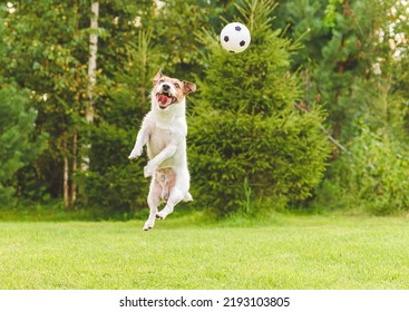 Excited Dog Jumps High To Catch Mini Football (soccer) Ball At Backyard Lawn Of Country House On Nice Summer Day