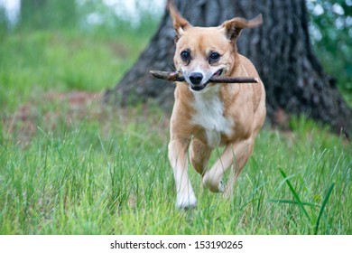 Excited Dog Runs Toward Camera Carrying Stock Photo 153190265