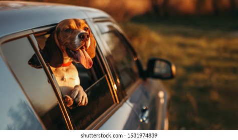 Excited Dog Sticking Out Window Of Modern Car And Enjoying Nature In Field