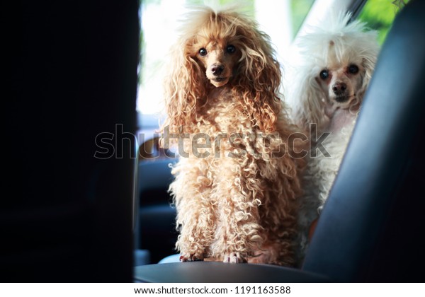 Excited dogs in the car waiting for owners. Two\
poodles. Blind dog