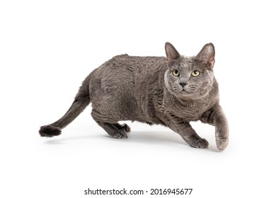 猫 横 歩く の写真素材 画像 写真 Shutterstock