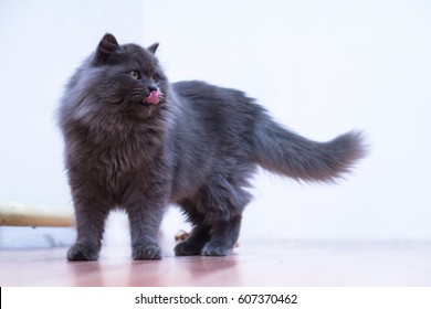 Excited Gray Fluffy Cat Playing