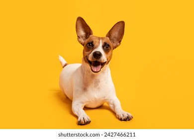 Excited Jack Russell Terrier with oversized ears and beaming smile lounges on sunny yellow background, exuding energy and playfulness